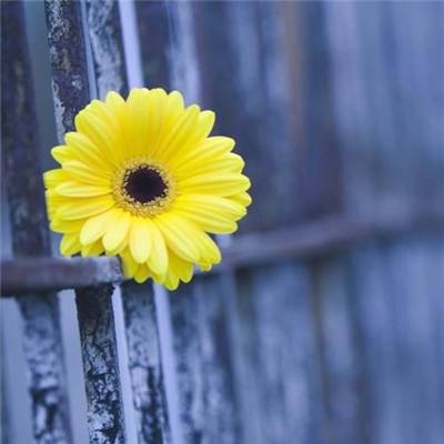 斗牛游戏大厅app下载