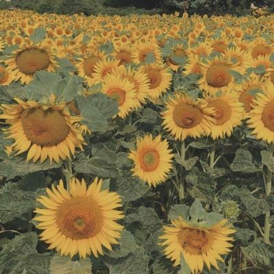 246天天好彩app下载